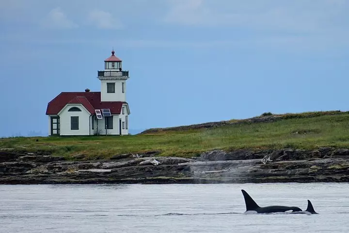 Orca whale tour near Seattle - Primary Image