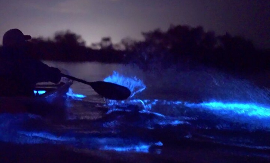 Florida Adventurer - Biolumin... - Florida Adventurer - Bioluminescent ...