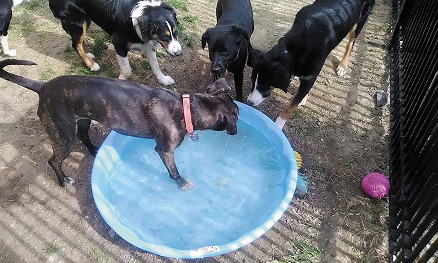 Muddy Paws Dog Care Muddy Paws Dog Care Groupon