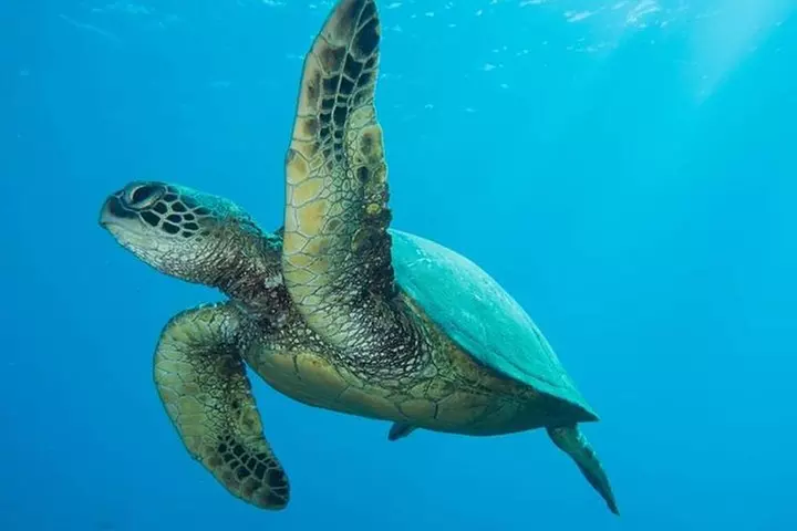 Maui Certified Shore Diving from Lahaina