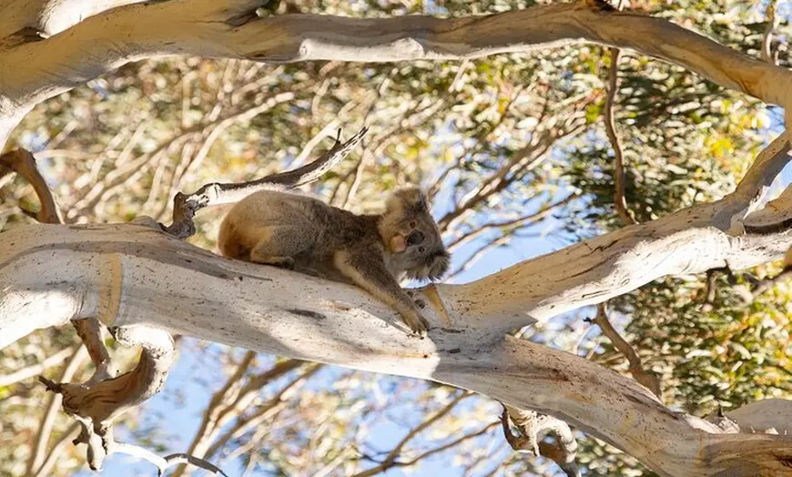 Image 6: Koala Walking Tour in Kangaroo Island
