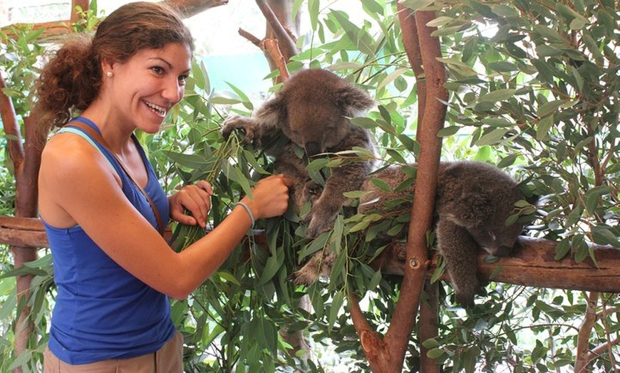 Image 6: Pinnacles Desert, Koalas and Sandboarding 4WD Day Tour from Perth