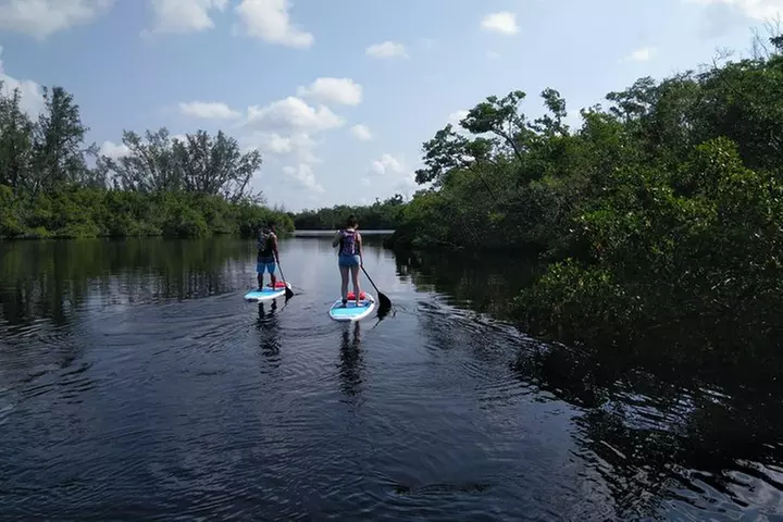 Naples Fl, Paddleboard Mangrove Forest Tour