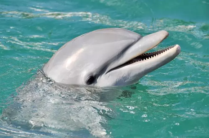 Dolphin Cruise from The Florida Aquarium in Tampa Bay - Primary Image