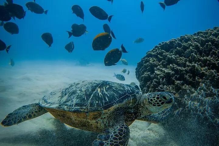Moana's Waikīkī Grand Guided Turtle Snorkel & Sailing Adventure