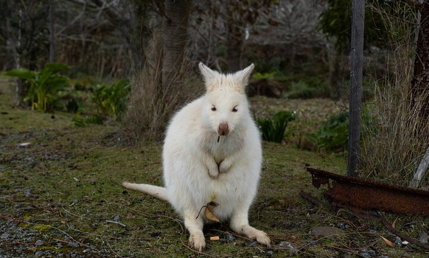 Image 8: Bruny Island Nature and Tasting Active Day Tour