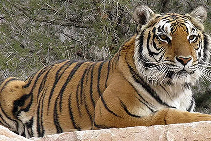 Wild Animal Nature Park, Scenic Route 66 Tour thru Crozier Canyon - Primary Image