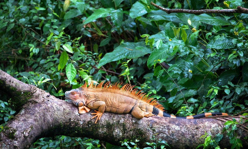 Image 12: ✈ COSTA RICA | San José - I gioielli della foresta pluviale: Costa ...