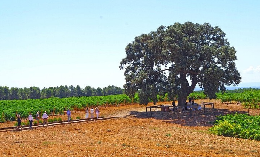 Image 8: Excursión por el viñedo de Valencia : Brunch rústico a la parrilla ...
