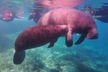 Private Manatee Tour for up to 10 - Second Medium