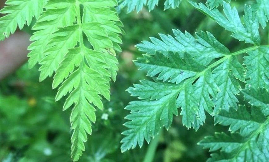 Image 3: Spring Green Forage