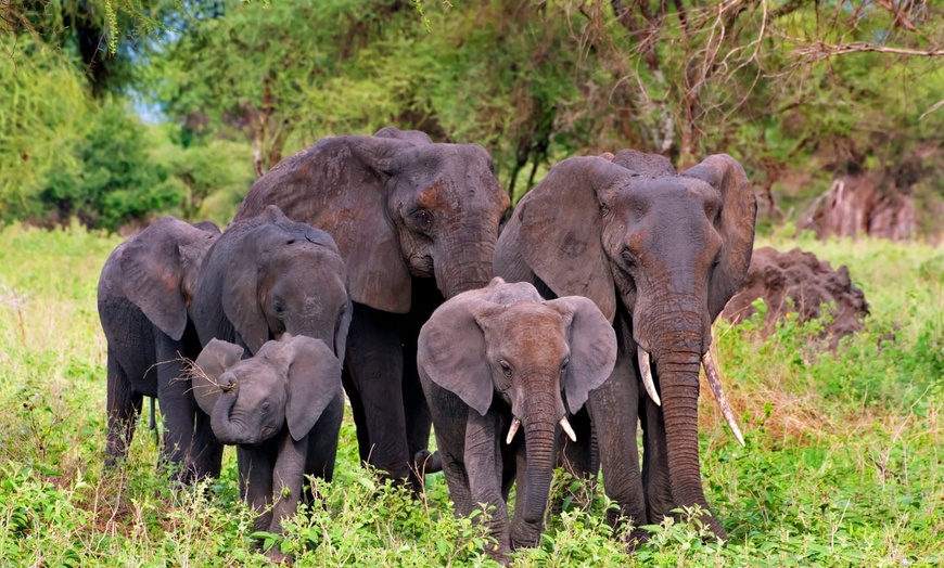 Image 7: ✈ TANZANIE | Du Kilimanjaro à Zanzibar - Les merveilles de la Tanza...