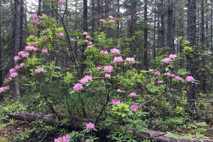 The Hood-Columbia Loop: Timberline, Orchards, and Waterfalls