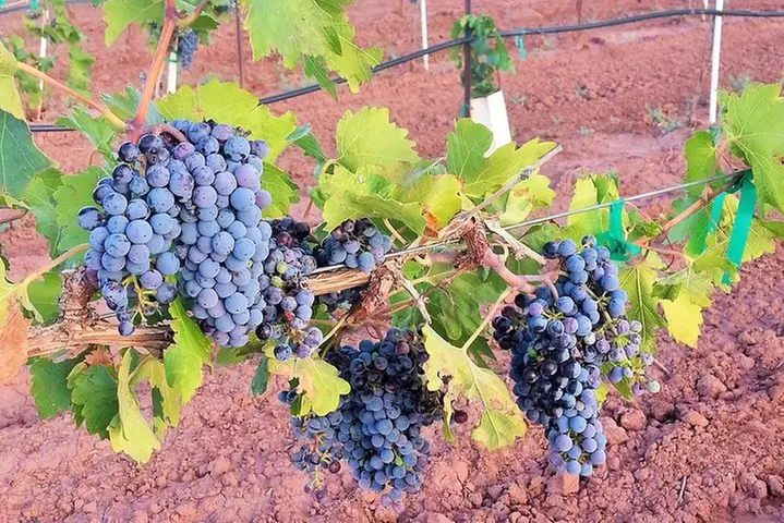 PistachioLand Farm Tour