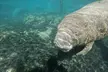 VIP Private Manatee Swim Tour - Second Medium