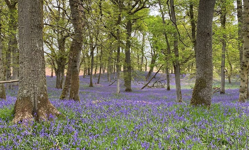 Image 4: Luxury Private Tour of The Highlands