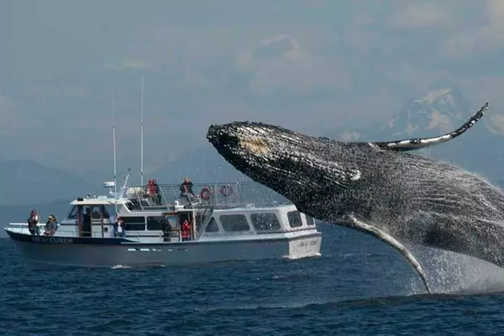 Orcas Island Whale Watching