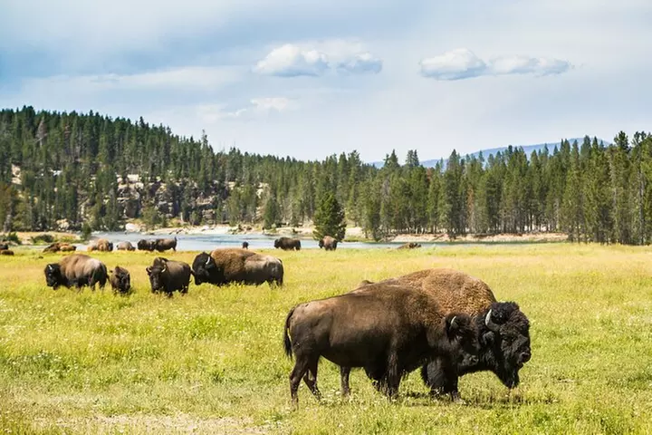 Yellowstone National Park Self-Guided Driving Audio Tour