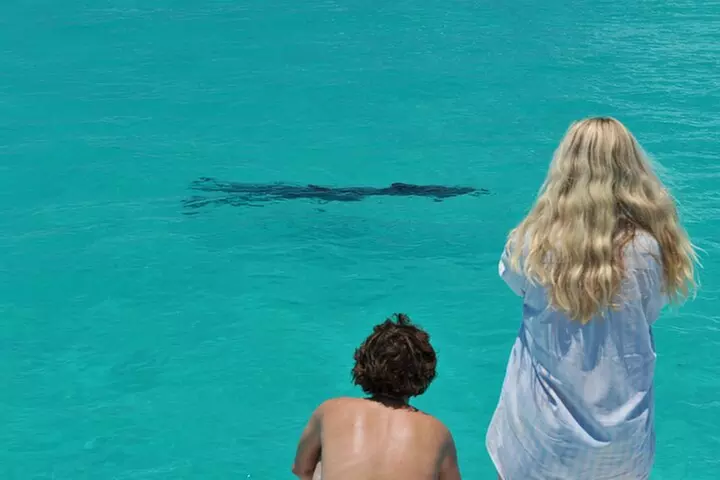 Key West Dolphin Watch and Snorkel Tour - Eco Adventure