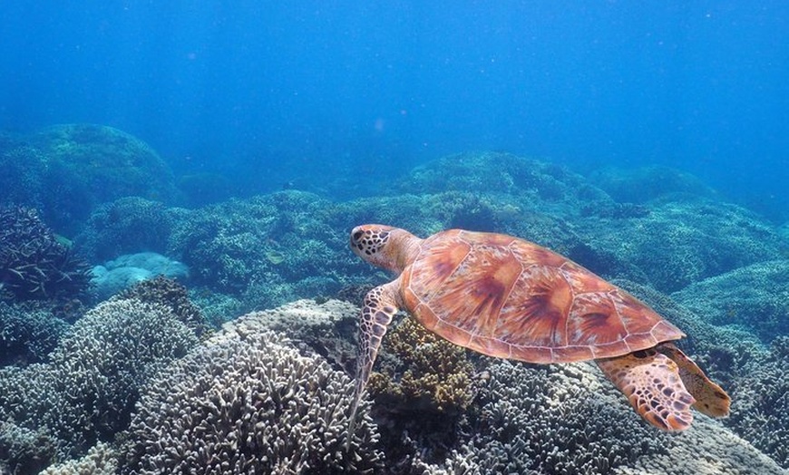 Image 11: Calypso Outer Great Barrier Reef Cruise from Port Douglas