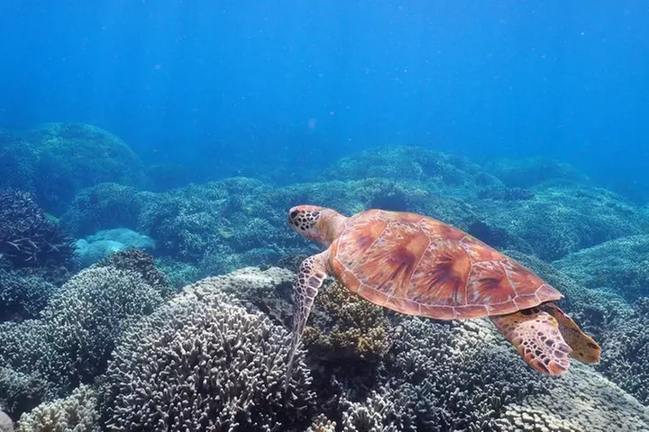 Calypso Outer Great Barrier Reef Cruise from Port Douglas