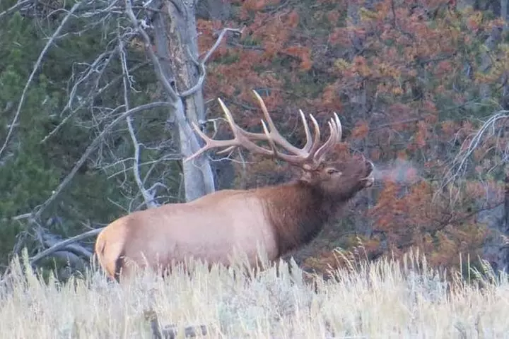 Yellowstone National Park - Full-Day Lower Loop Tour from West Yell...
