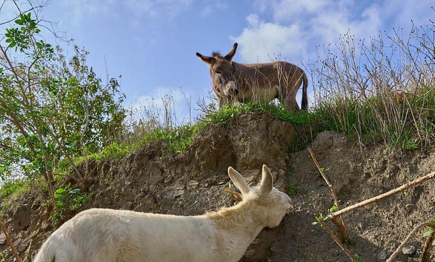Image 4: Caminando con Nuestros Burros de Rescate
