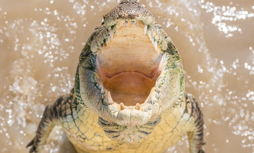 Image 6: 1 Hour Jumping Crocodile Cruise on the Adelaide River