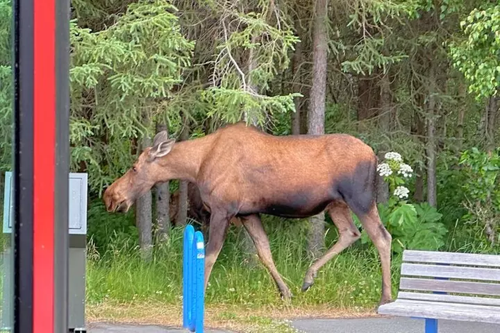 Anchorage Trolley's Deluxe City Tour