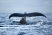 West Oahu Deluxe Whale Watching Sail - Second Medium