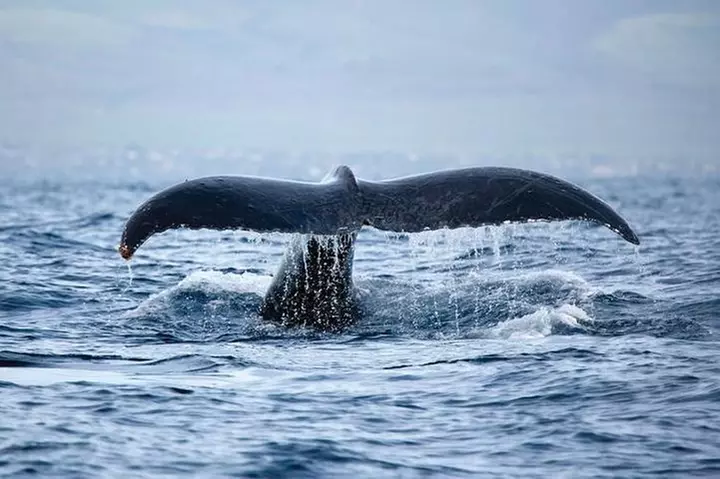 West Oahu Deluxe Whale Watching Sail
