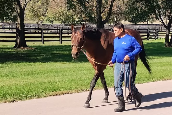 Half-Day Thoroughbred Horse Farm Tour in Kentucky