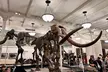 American Museum of Natural History and MOMA Combo Tickets - Second Medium
