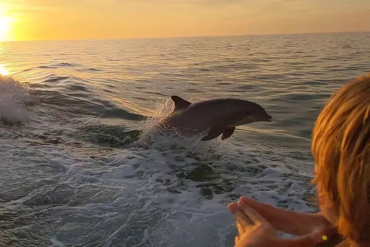 2 Hour Private Dolphin and Sightseeing Tour Shell Island - Primary Image