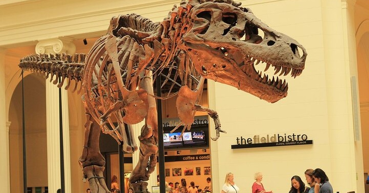 Chicago Field Museum Ticket and Audio Tour on Your Phone