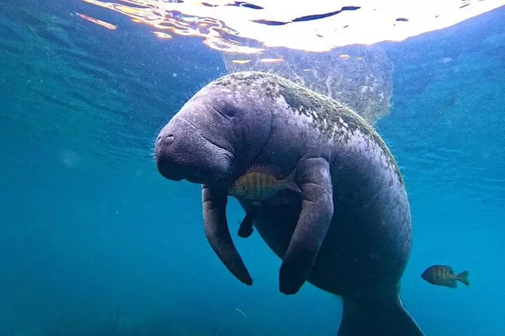 3 Hour Small Group All Inclusive Manatee Swim with free Photo pkg