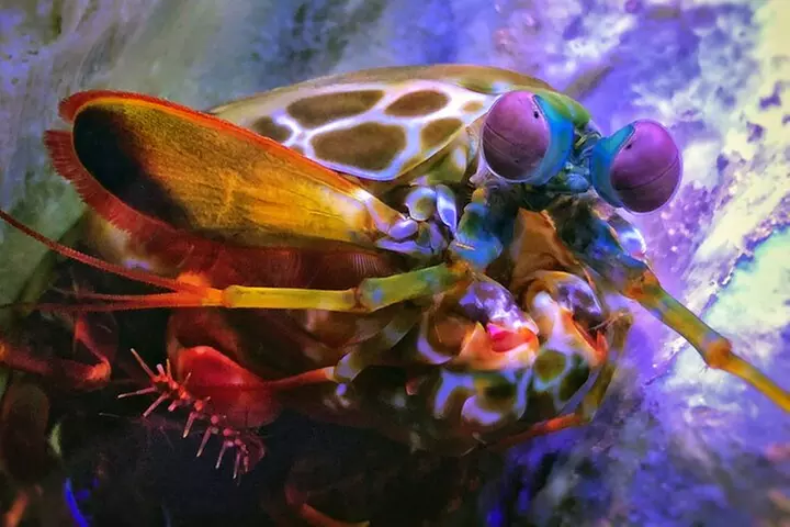 SEA LIFE Michigan Aquarium Admission Ticket - Second Medium