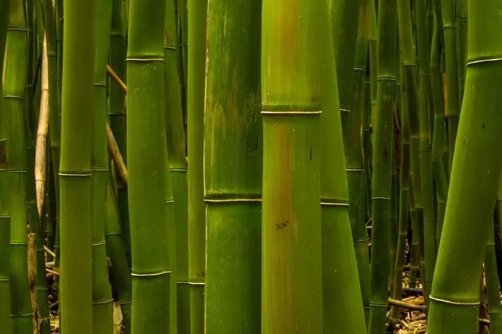 Epic Waterfall Adventure, the Best of Maui