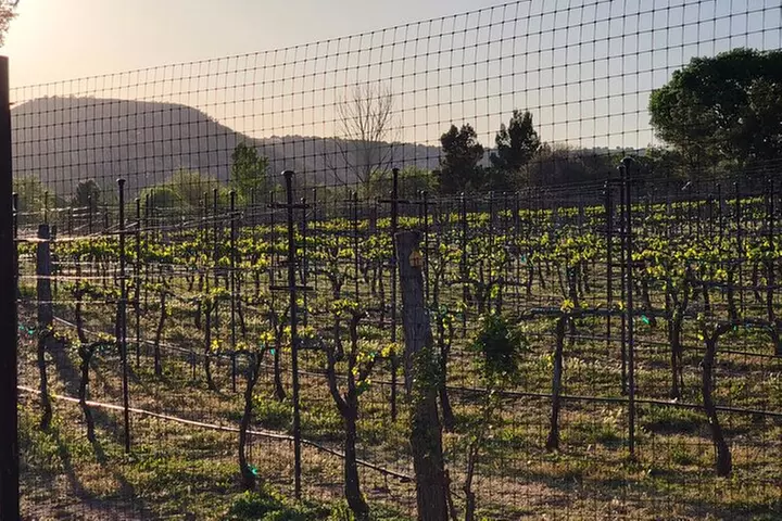 Private Wine Tour, Voted best in town, Tastings Included!