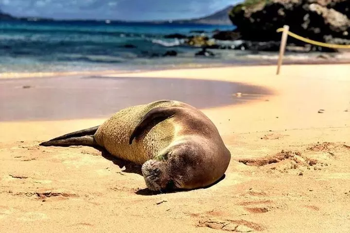Kailua Bay, Oahu: Epic Kayak and Snorkel to Islands