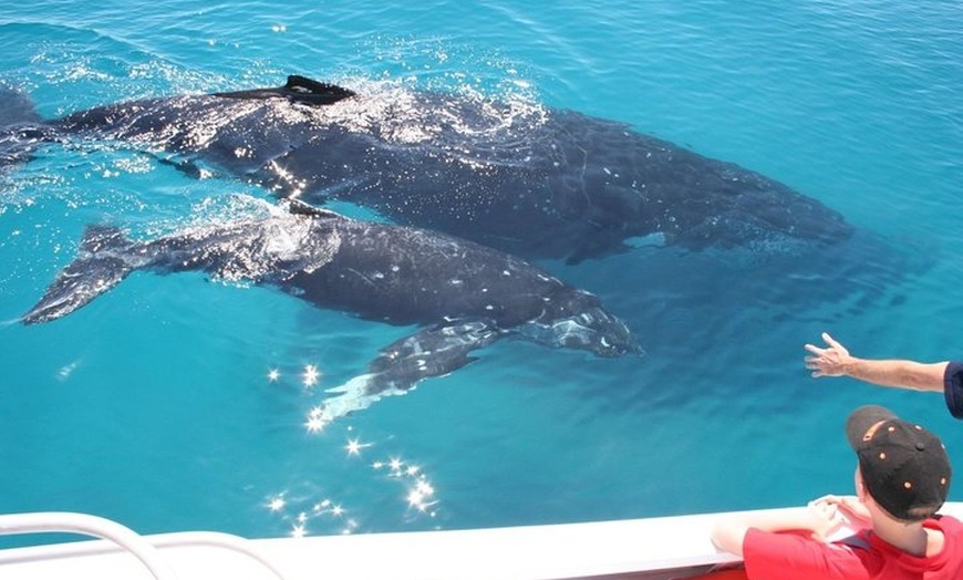 Image 8: Whale Watching Cruise from Redcliffe, Brisbane or the Sunshine Coast