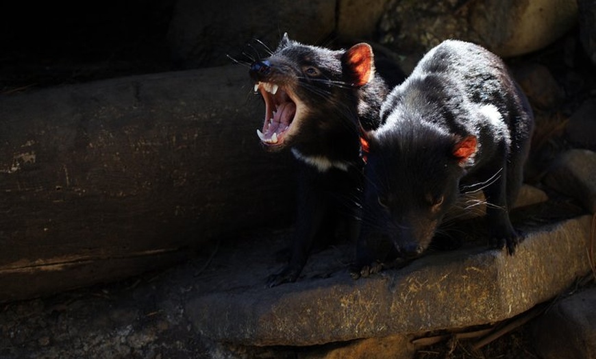 Image 10: Port Arthur, Richmond and Tassie Devils Active Tour from Hobart