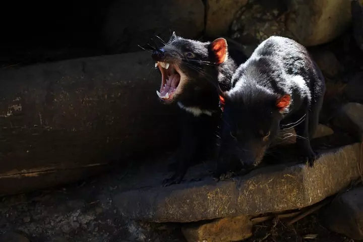 Port Arthur, Richmond and Tassie Devils Active Tour from Hobart