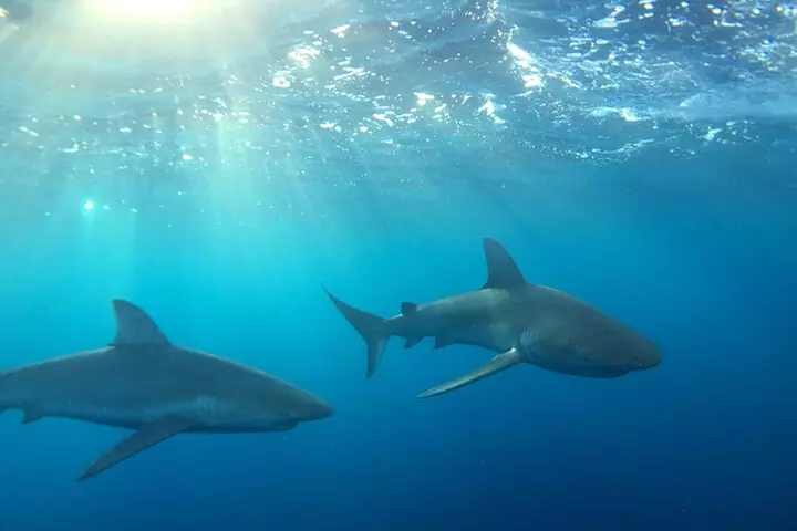 Shark-Dive Tour on Oahu's North Shore - Primary Image