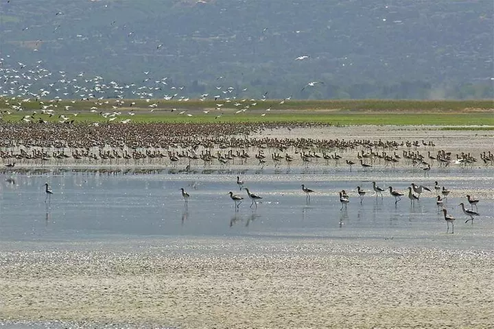 Great Salt Lake Wildlife Experience