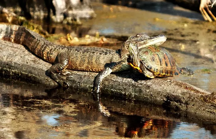 Airboat Ride with Transportation from New Orleans