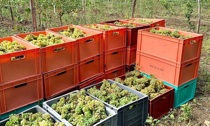 Image 6: Pique-nique dans les vignes - Une expérience vinicole unique dans l...