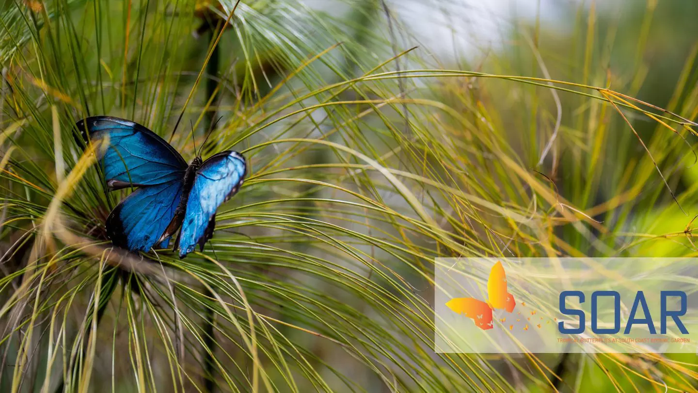 SOAR - Tropical Butterflies - Primary Image