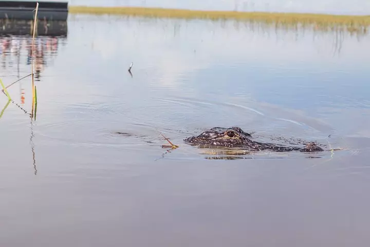 Florida Everglades Airboat Adventure plus Miami Biscayne Bay Cruise