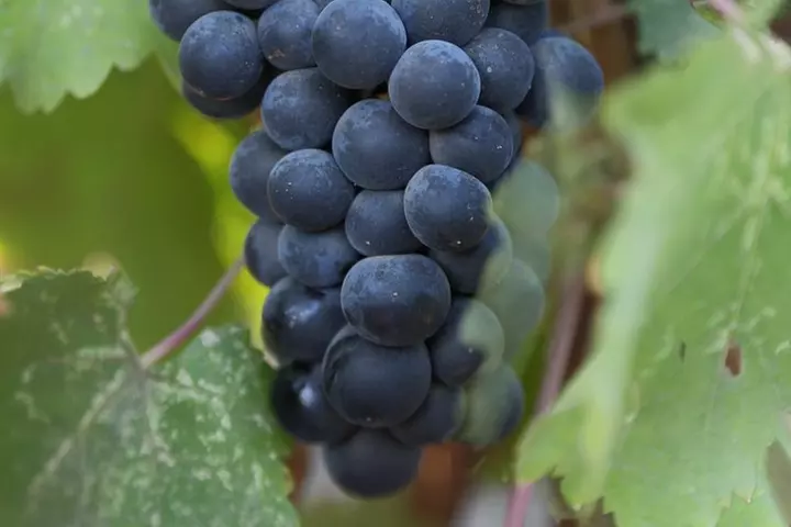 Private, Customized Napa Valley Wine Tasting Tour - Primary Image
